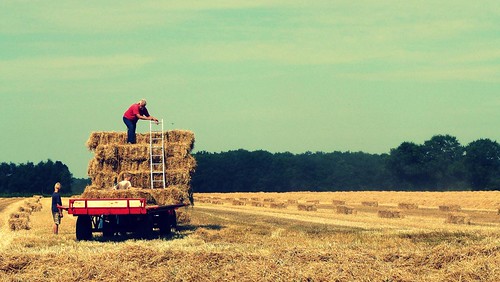red tractor holland netherlands landscape farm farming working trailer hay harvesting