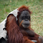 Orangotango