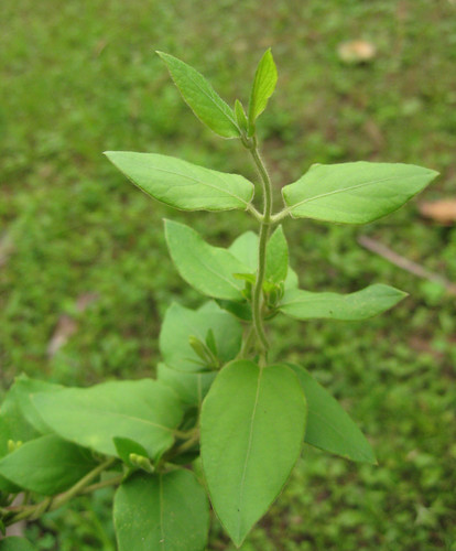 Honeysuckle1