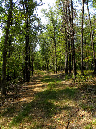 arkansas foresttrail withrowsprings