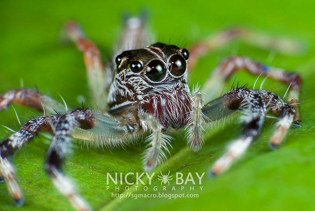 Jumping Spider (Salticidae) - i02905