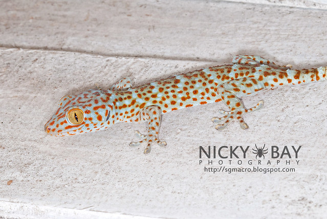 Tokay Gecko (Gekko gecko) - DSC_4561