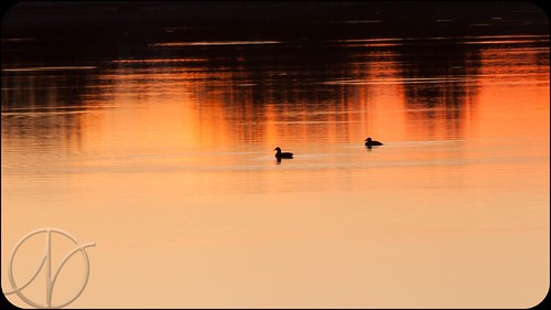 sunset fall pond ducks wyoming mallards riverton