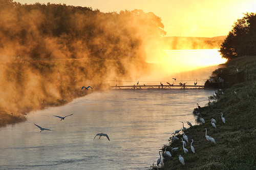 arkansas ano arkansasrivervalley arkansasnuclearone water lakedardanelle bird fishing mist dawn sunrise egrets herons channel nuclearpower powerplant