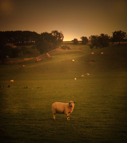 canon eos rebel sheep northyorkshire xsi aysgarth wensleydale 450d thorntonrust jimsumo999