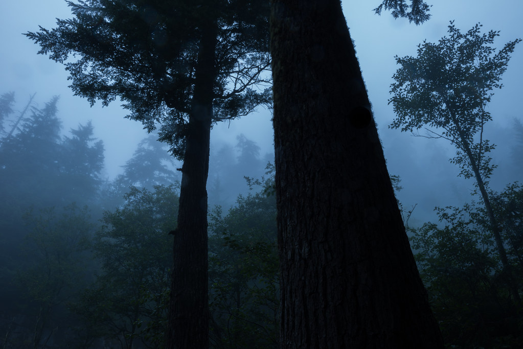 Pre-dawn fog, Mount Rainier National Park