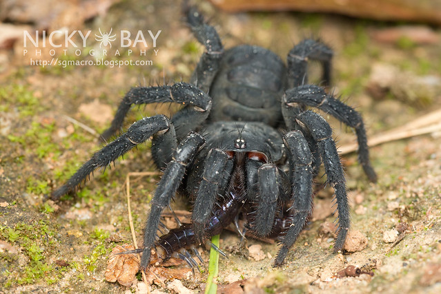 Black Armoured Trapdoor Spider (Liphistius malayanus) - DSC_6251