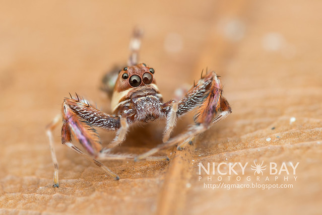Jumping Spider (Salticidae) - DSC_6651