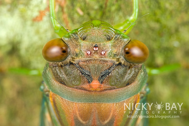 Cicada (Cicadidae) - DSC_7315
