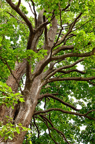 tree green nature forest czech branches czechrepublic czechmountains čenkovice