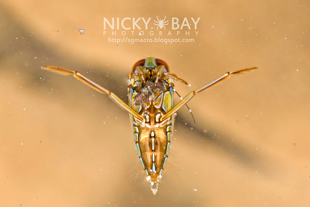 The Tiny, Tiny Water Boatmen - Macro Photography by Nicky Bay