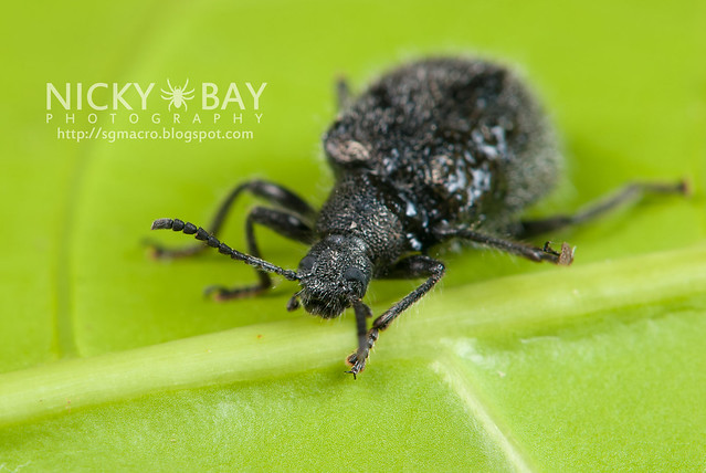 Darkling Beetle (Tenebrionidae) - DSC_4064