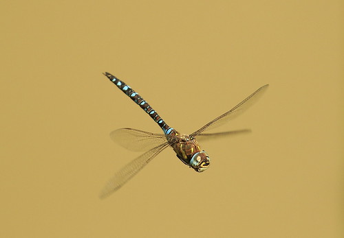 tibob canon7dmarkii canon100400f4556islii libellule dragonfly aeschne nature