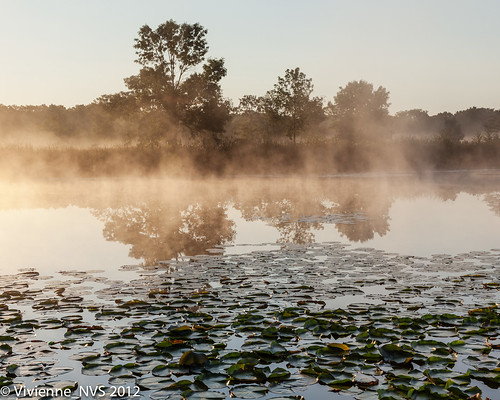 mist fog sunrise illinois pond dew preserves lakecounty foggyscenes halfdayforestpreserve lcfpd halfdaypond