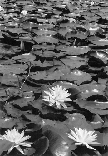 flower film freestyle kodak tmax australia 300mm photograph noosa 6x9 100 waterlillies graflex rollfilm tachihara gelatinsilver fujinonw