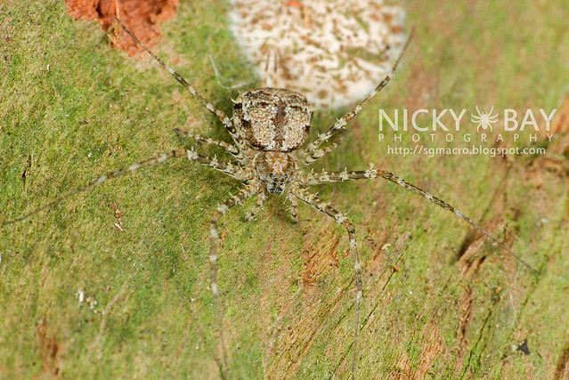 Two-Tailed Spider (Hersiliidae) - DSC_0805