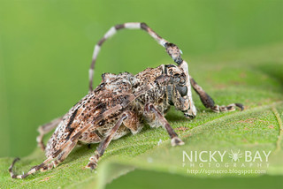 Longhorn Beetle (Daxata sp.) - DSC_5474