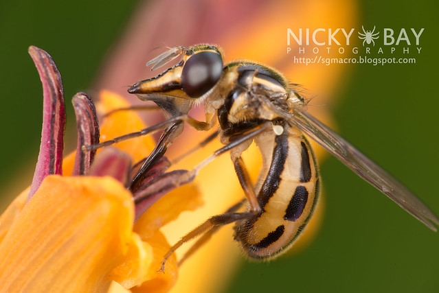 Hoverfly (Graptomyza sp.) - DSC_8292