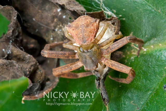 Crab Spider (Thomisidae) - DSC_6025