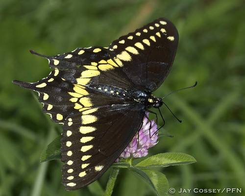 butterfly indiana swallowtail macrophotography martincounty insecta butlersfarm lepidopterabutterfliesmoths photographerjaycossey