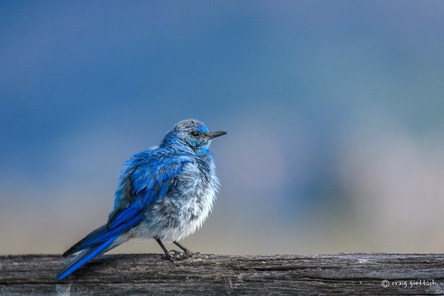mountainbluebird male morninglight bird avian wildlife blue fence colorado nikon d500 nature ngc npc