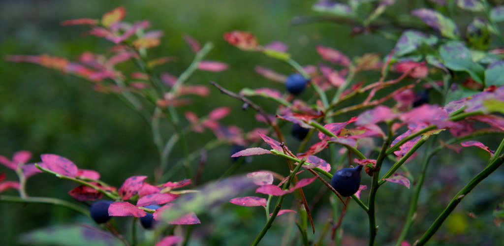 Blueberries and autumn colours