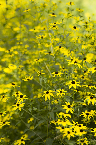 park flowers wild usa nature yellow wisconsin landscape photography image pentax walk trail photograph 2012 k5 mounthoreb kohlbauer stewartcountypark hardpancom marckohlbauer