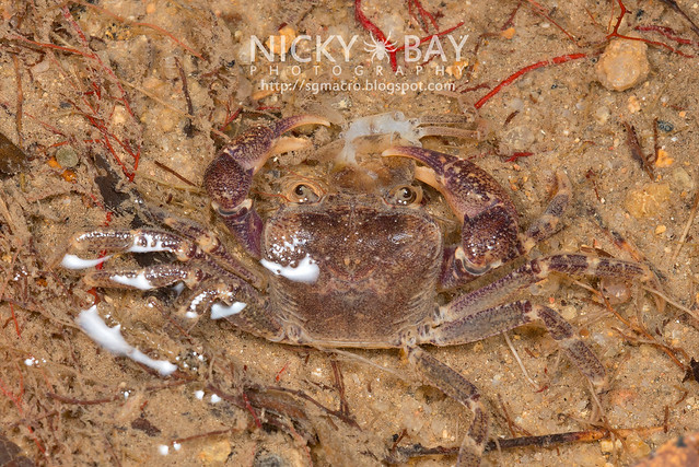 Crab - DSC_2222