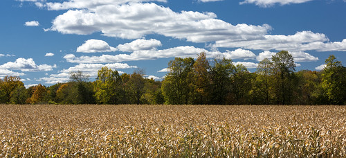 trees fall wisconsin clouds cornfield canon70200f4is canon5diii