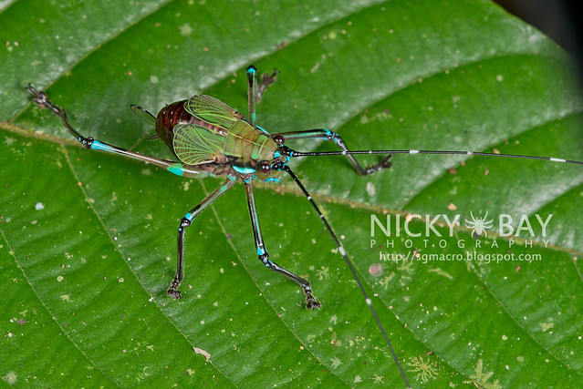 Katydid (Tettigoniidae) - DSC_9127