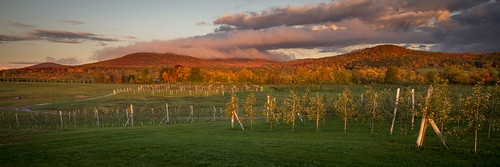 automne lumière paysage couleur verger rasante frelighsburg montpinacle
