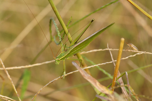 detail macro green grasshopper