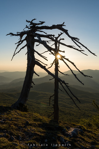 sun sunrise mountain tree pinusheldreichii pinusleucodermis pinoloricato