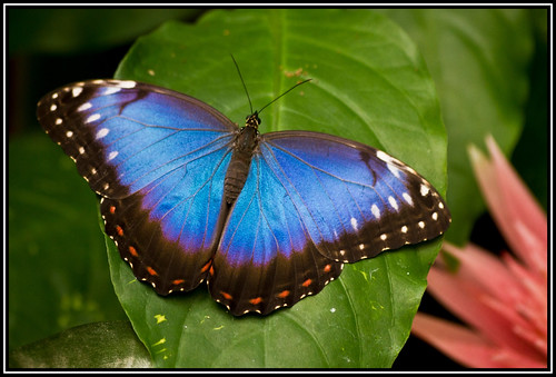 blue france colour macro canon butterfly leaf wings brittany colours 7d tropical shallow morpho vannes sigma70300 bluewings