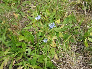 chicory in the pasture