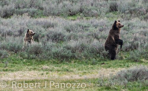 bear cub yellowstonenationalpark yellowstone grizzly grizz thenaturesgreenpeace