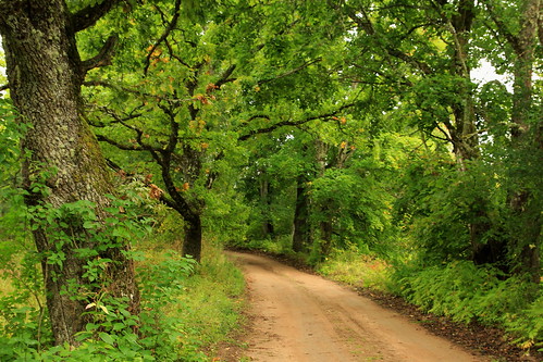 road trees nature landscape estonia oaks
