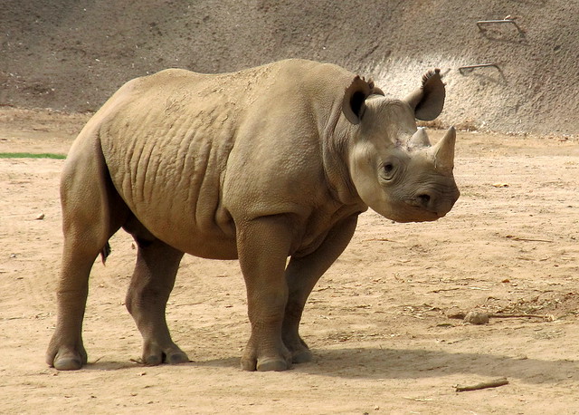 Baby Black Rhino