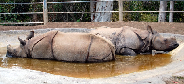 rhinos - discounted san diego zoo tickets
