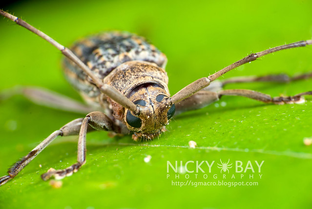 Longhorn Beetle (Cerambycidae) - i02799