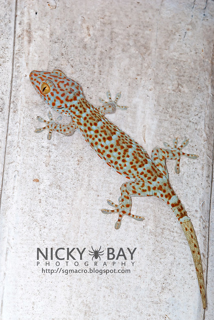 Tokay Gecko (Gekko gecko) - DSC_4563