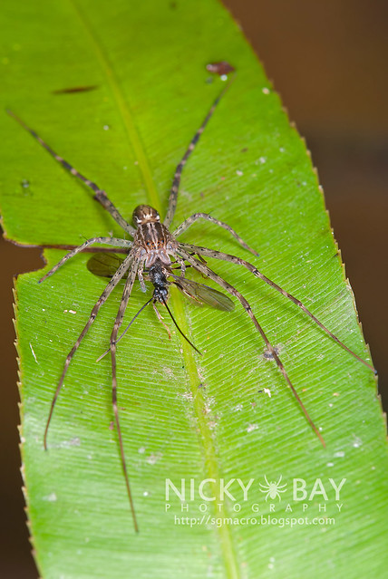 Fishing Spider (Hygropoda  sp.) - DSC_3340