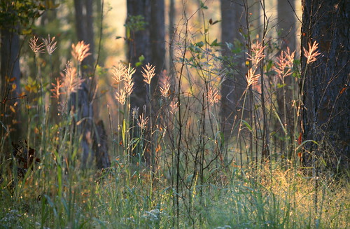 morning autumn light fall lana nature forest sunrise catchycolors landscape woods louisiana gramlich abitasprings tnc thenatureconservancy canoneos5d sttammanyparish fantasticnature abitacreekflatwoodspreserve dragondaggerphoto dragondaggeraward oct62012