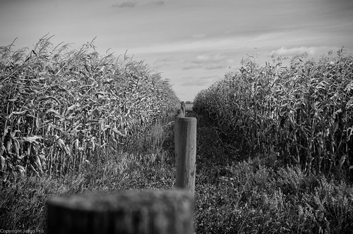 autumn canada fall monochrome fence cornfield perspective dry depthoffield alberta prairie leadingline albertacountryside