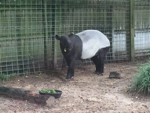 2016 ellentroutzoo texas lufkin malayantapir tapir