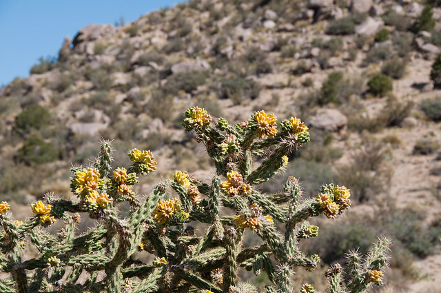 cholla Cylindropuntia imbricata in Embudo Canyon from Flickr via Wylio