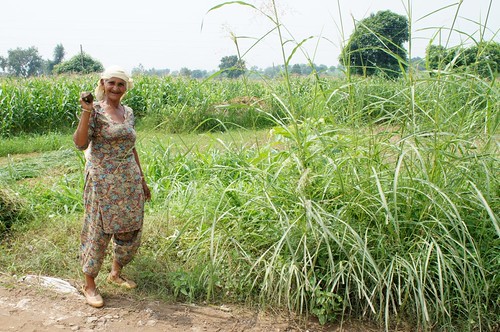india women sony cutting fields fodder project365 rudrapur