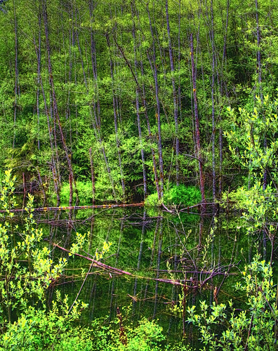 seattle green water reflections olympicnationalpark
