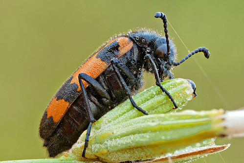 macro insetti coleoptera mylabris variabilis