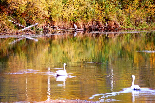 nature water birds landscape nikon wake swans waterfowl waterscape refelection picasa3 rebeak mygearandme